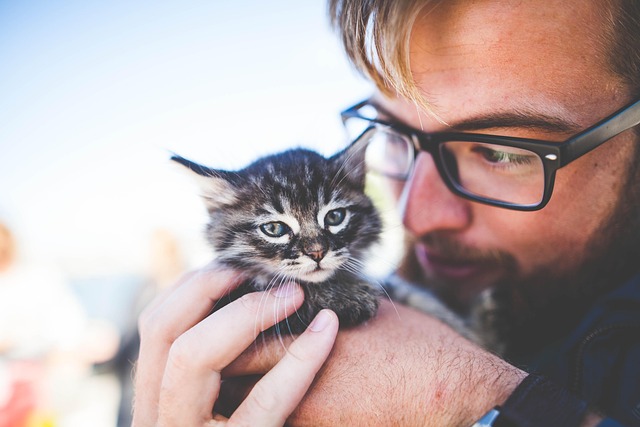 tabby-cats-640x480-65068676.jpeg