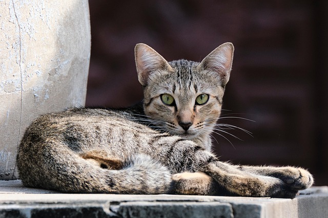 Tabby Cats