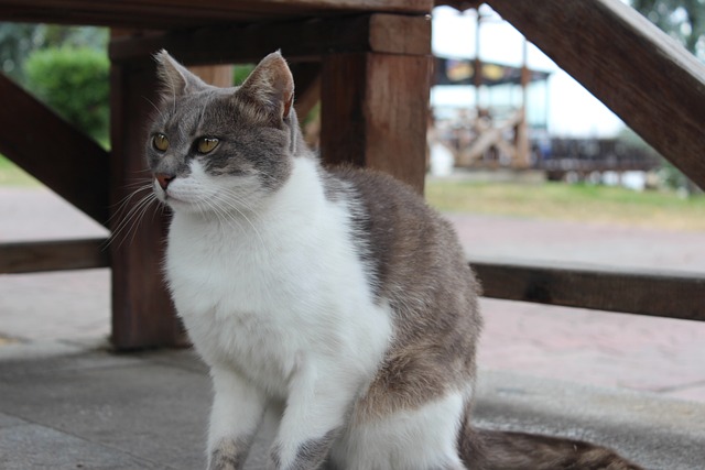 Tabby Cats