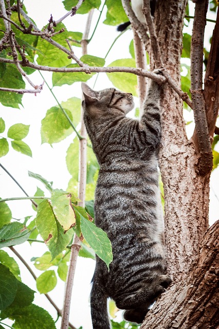 Tabby Cats