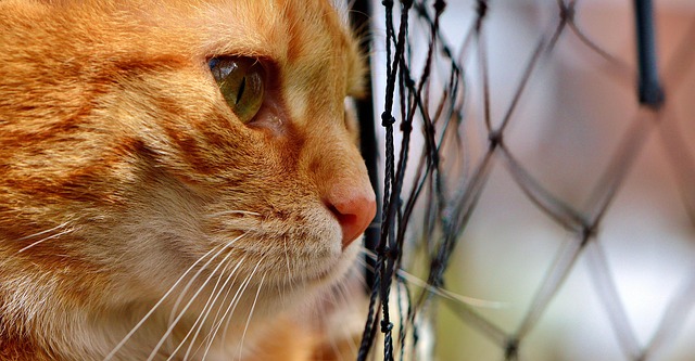 Tabby Cats
