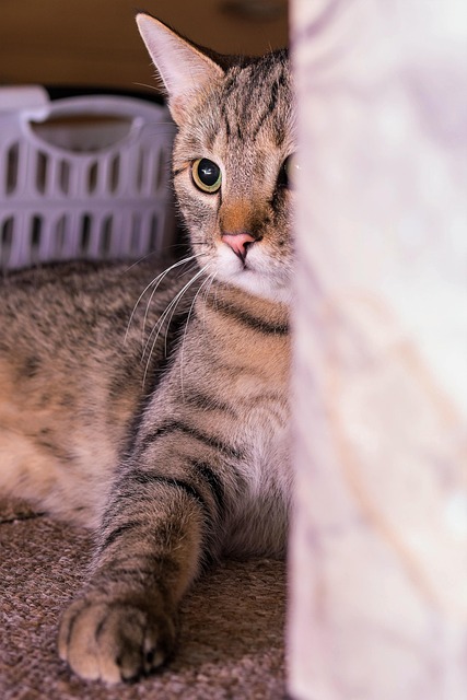 Tabby Cats