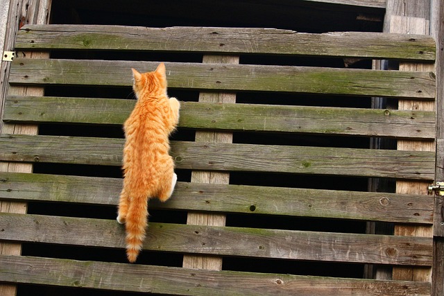 Tabby Cats