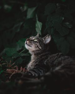tabby-cats-640x480-91959659.jpeg