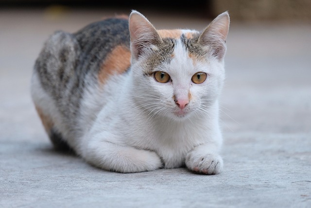 Tabby Cats