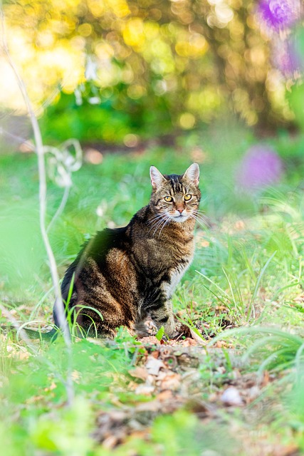 Tabby Cats