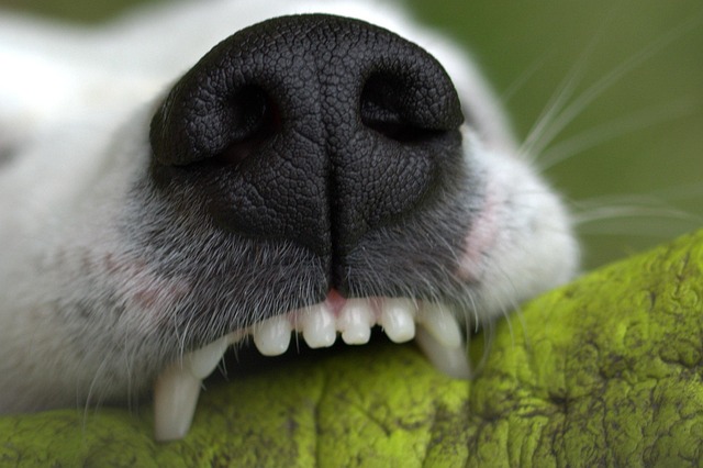 teeth whitening