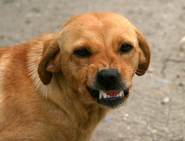 teeth whitening