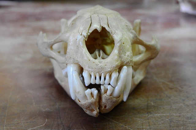 wisdom teeth dentistry