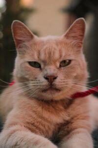 adorable-orange-tabbies-640x480-50648389.jpeg