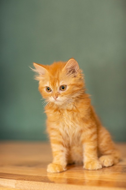 Adorable Orange Tabbies