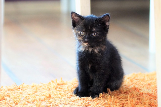 Discovering the Allure of Adorable Orange Tabbies