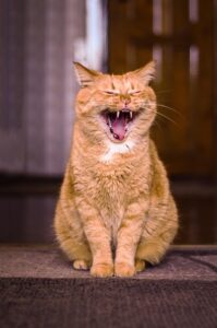awesome-ginger-cats-640x480-76304181.jpeg