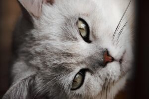 awesome-orange-cats-640x480-89185534.jpeg