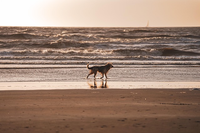 Air Purifiers for Pets: Breathe Easy, Live Dander-Free