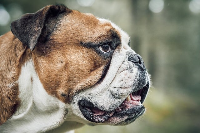 best air purifier for pets