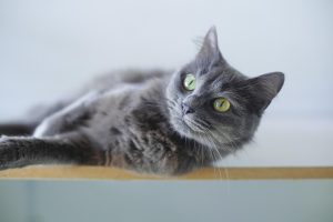 best-air-purifier-for-pets-640x480-34257646.jpeg