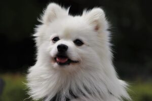 best-air-purifier-for-pets-640x480-47209556.jpeg