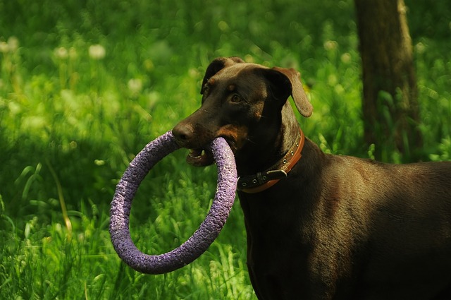 best air purifier for pets