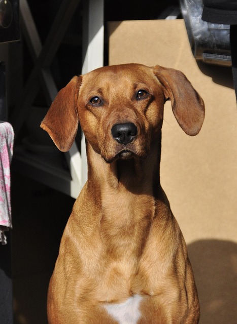Maintain Healthy Air at Home with Pet Air Cleaners