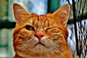 cute-orange-cats-640x480-11074219.jpeg