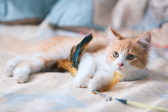 Cute Orange Cats