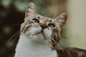 cute-orange-tabbies-640x480-1918365.jpeg