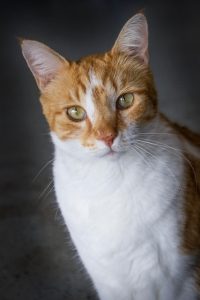 cute-orange-tabbies-640x480-50112154.jpeg