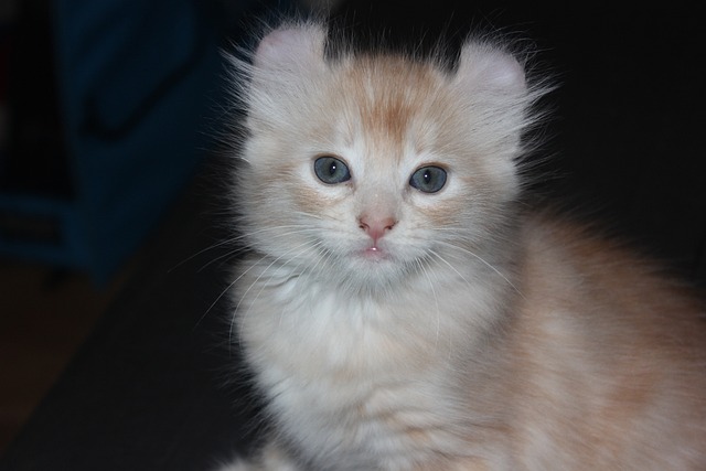 Cute Orange Tabbies