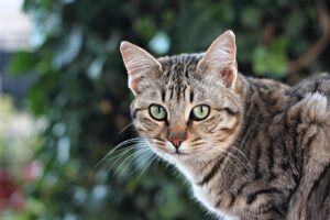 cute-orange-tabbies-640x480-9634894.jpeg