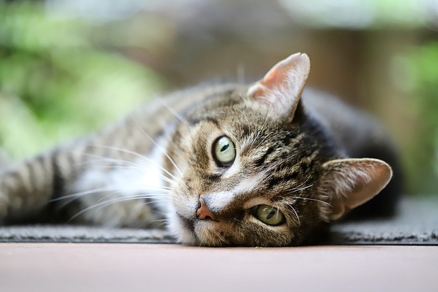Domestic Cats