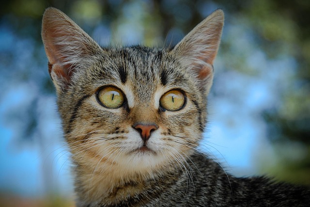 Domestic Cats