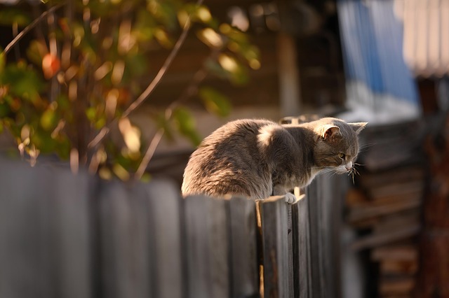 Domestic Cats