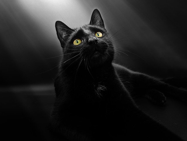 Domestic Cats