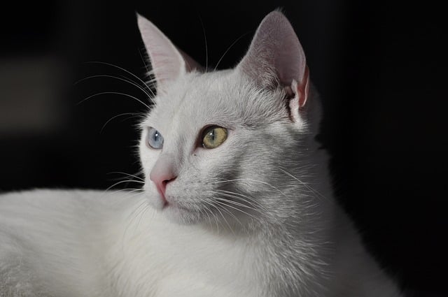 Domestic Cats