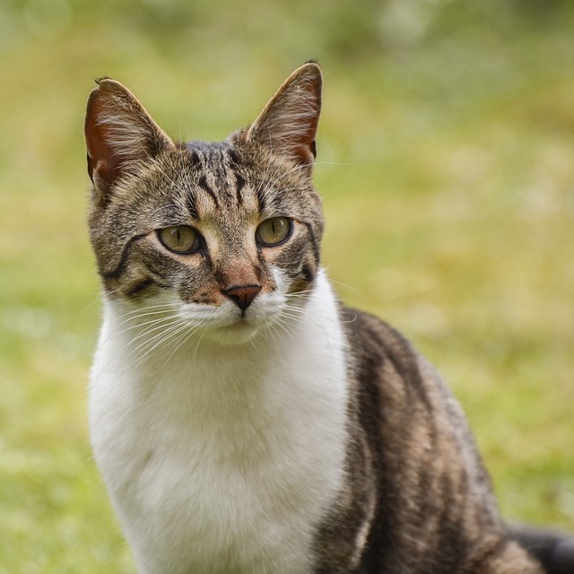 Domestic Cats