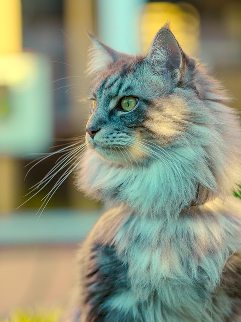 Domestic Cats