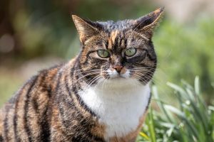 domesticated-orange-tabbies-640x480-43478420.jpeg
