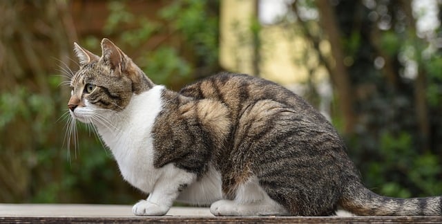 Discovering the Charm of Domesticated Orange Tabbies