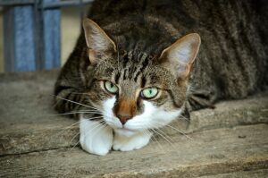 domesticated-orange-tabbies-640x480-9874133.jpeg