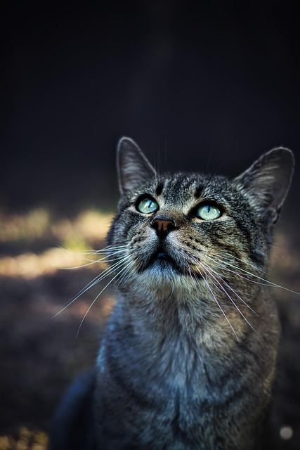 Domesticated Tabby Cats