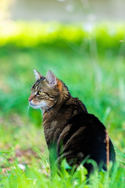 Domesticated Tabby Cats