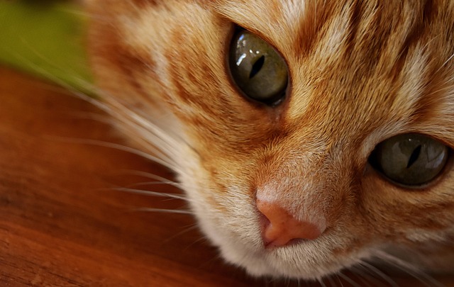 Domesticated Tabby Cats