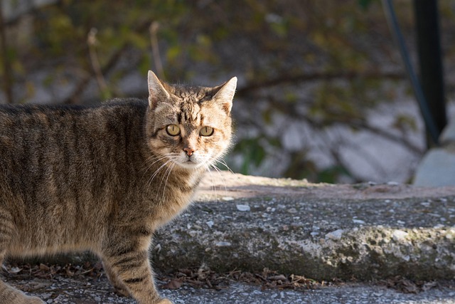 Domesticated Tabby Cats