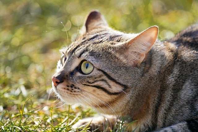 Domesticated Tabby Cats