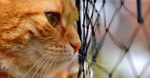 domesticated-tabby-cats-640x480-83850706.jpeg