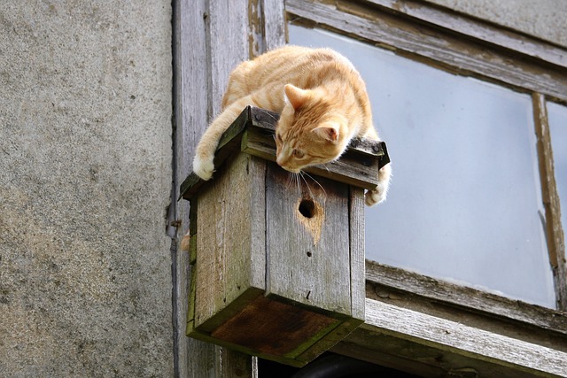 Domesticated Tabby Cats