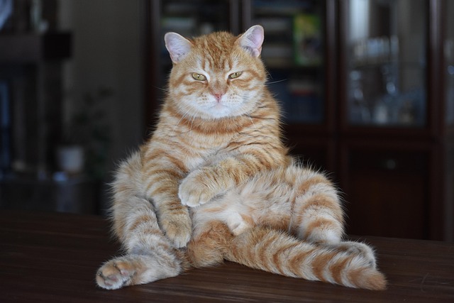 Ginger Cats