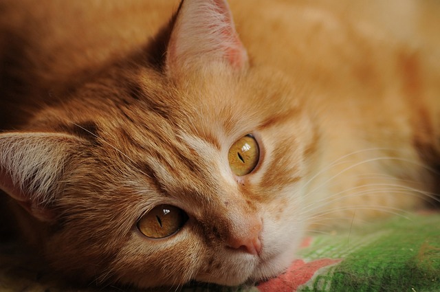 Ginger Cats
