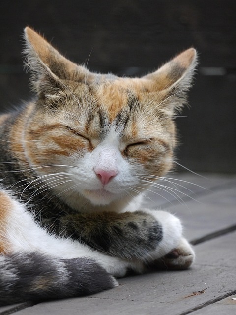 Ginger Cats